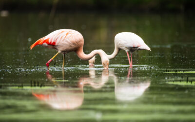 Germanys only flamingo population at the Zwillbrocker Venn 
